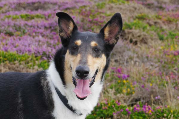 Kurzhaarcollies vom Zwinger Pommern-Wolgast, Annette Christ  - Unsere Hunde